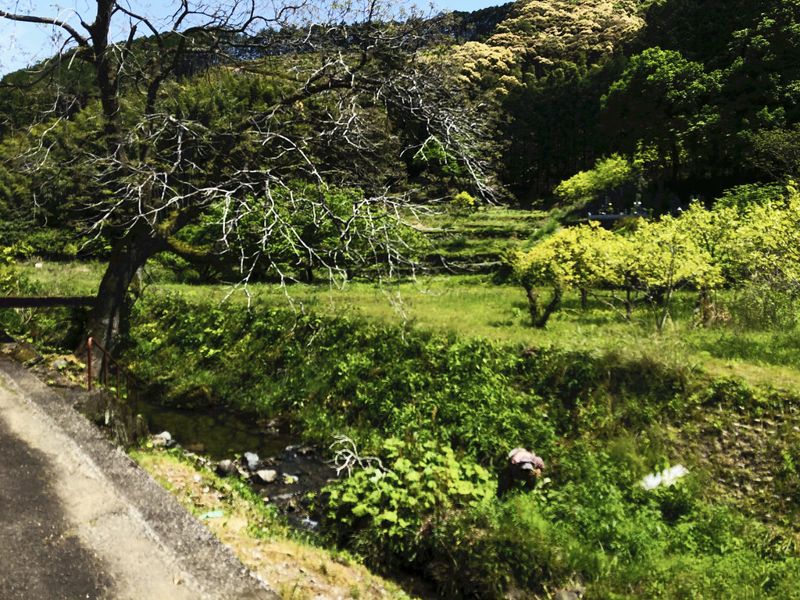 水泥台灣與木質日本:在林業禁伐30年後,想像另一種可能