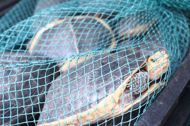 食蛇龜盜獵不斷 檢、警、海、林串聯守護線