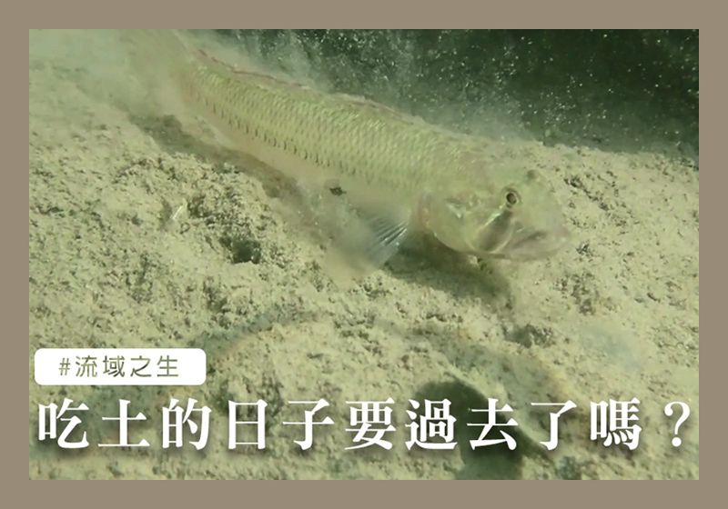 溪流生物的「吃土」哲學
