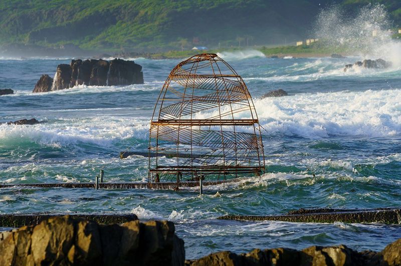 台達電將生物多樣性納入永續策略 目標年底復育千株珊瑚