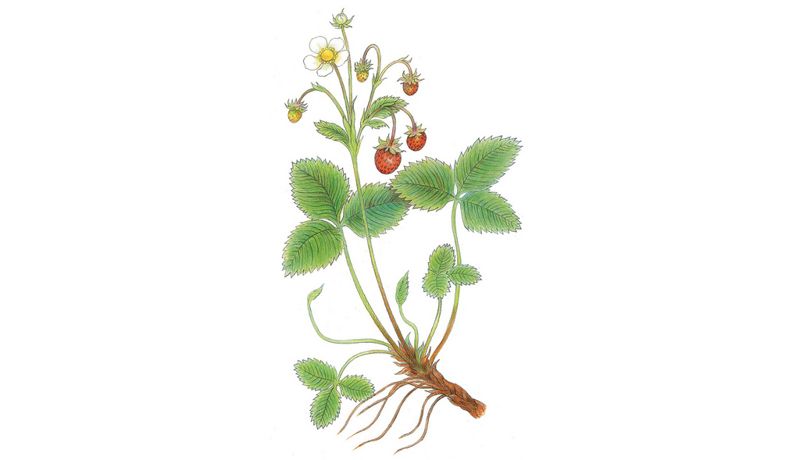 《野果》Strawberry 草莓