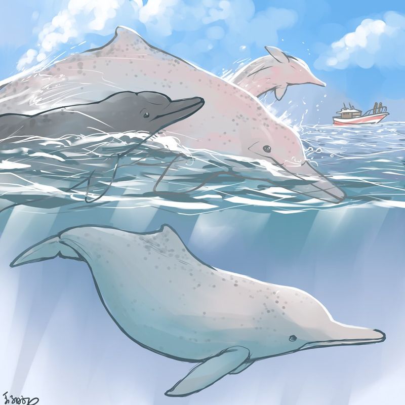 守護海洋永續指標 台灣白海豚