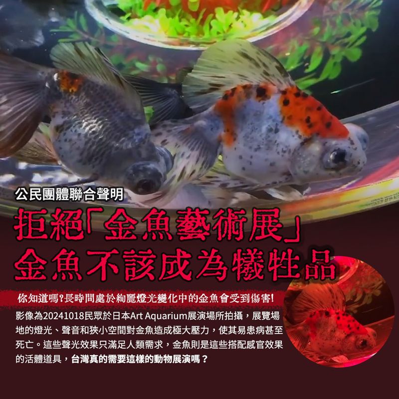 拒絕「金魚藝術展」，金魚不該成為犧牲品