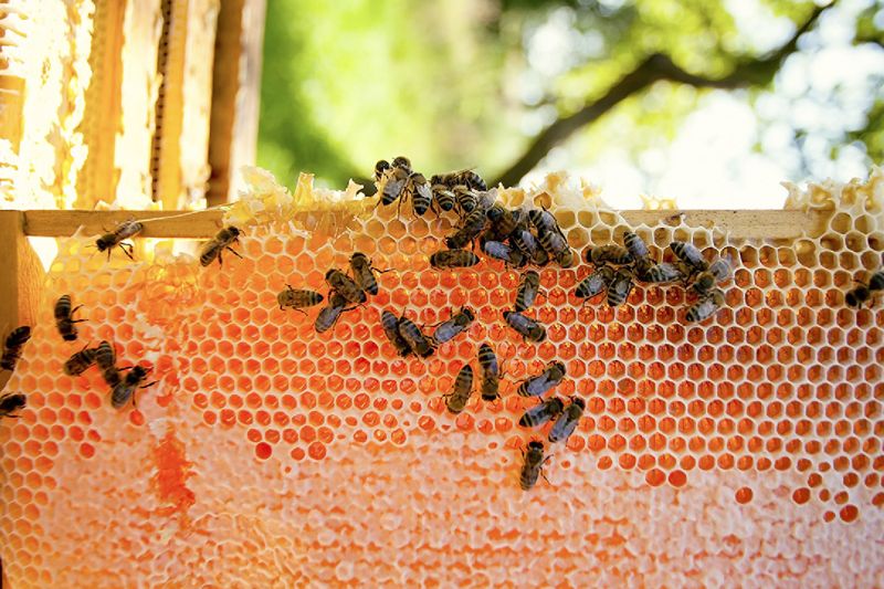 暖冬效應 龍眼、荔枝開花少 蜂蜜產量受影響