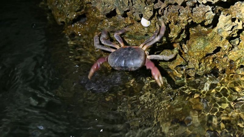 為陸蟹讓路：小琉球陸蟹的消逝與守護