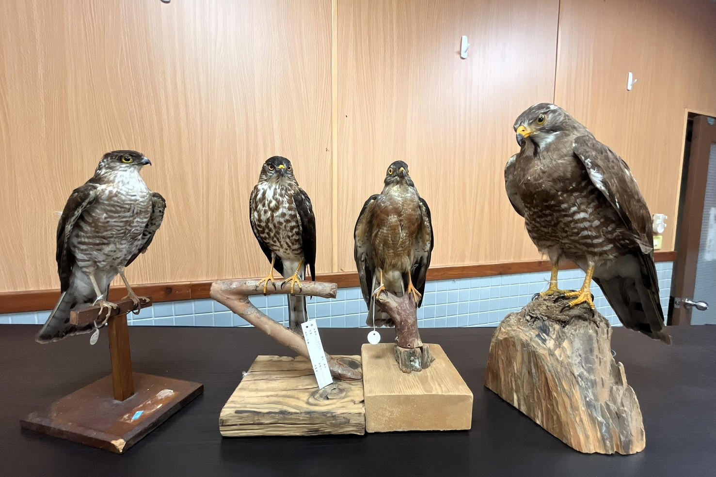 屏東小棧日行性猛禽特展，展出10多種猛禽標本。圖片來源：屏東鳥會提供。