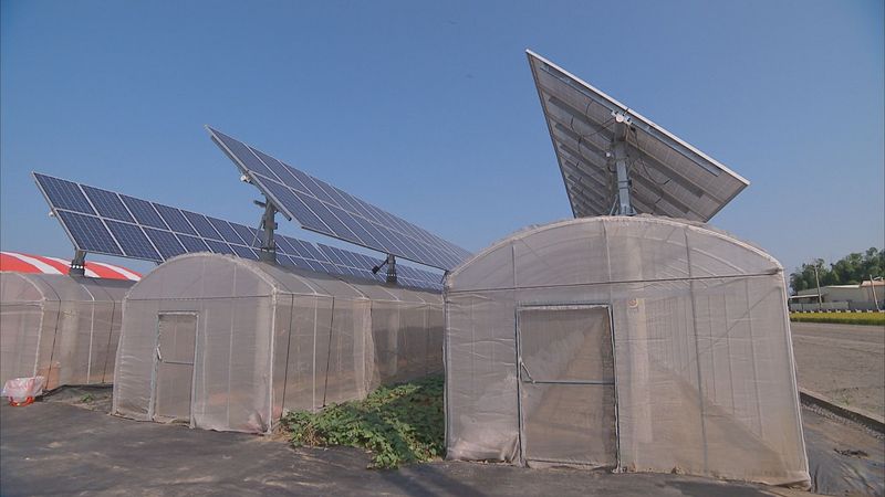 光電板下的新鮮事 種出溫帶品種的苗菜