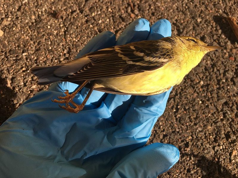 玻璃一年奪走上億「鳥」命 美國大樓不想再當候鳥殺手