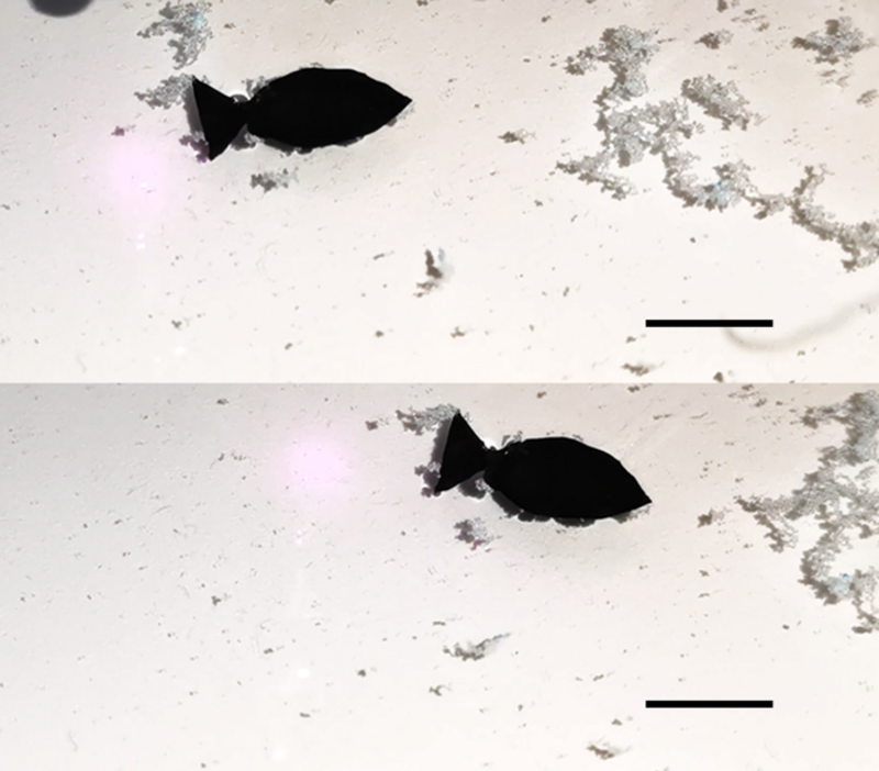 科學家首次嘗試開發 可吸附海洋微塑膠的仿生機器魚