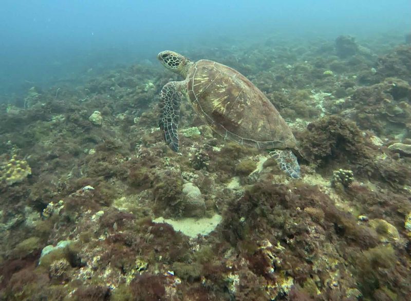 小琉球污水危機  海龜天堂變無魚之海、珊瑚礁島淪「藻島」