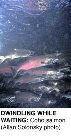 DWINDLING WHILE WAITING: Coho salmon.  Photo: Allan Solonsky