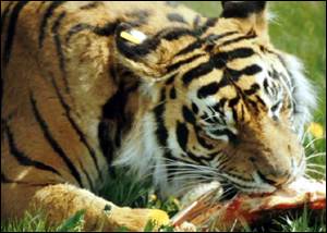 tiger eating