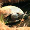 象龜（gopher tortoise）是所有受環境威脅的爬蟲類的其中之一。（圖片來源：2000/8/8 Environmental News Network）