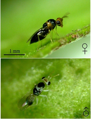 放大鏡下的刺桐釉小蜂，雌雄蟲的外型不一樣，雌蟲顏色較深，體型較雄蟲大，雄蟲體型較小有白色斑紋。