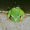 圖4：休息的莫氏樹蛙
