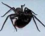 圖2.天花板旁，一隻高腳蜘蛛正抓著一隻蟑螂大快朵頤。