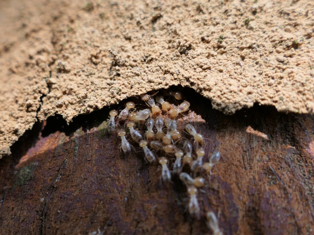 自然谷之星】飛入家裡的大水蟻：黑翅土白蟻| 環境資訊中心