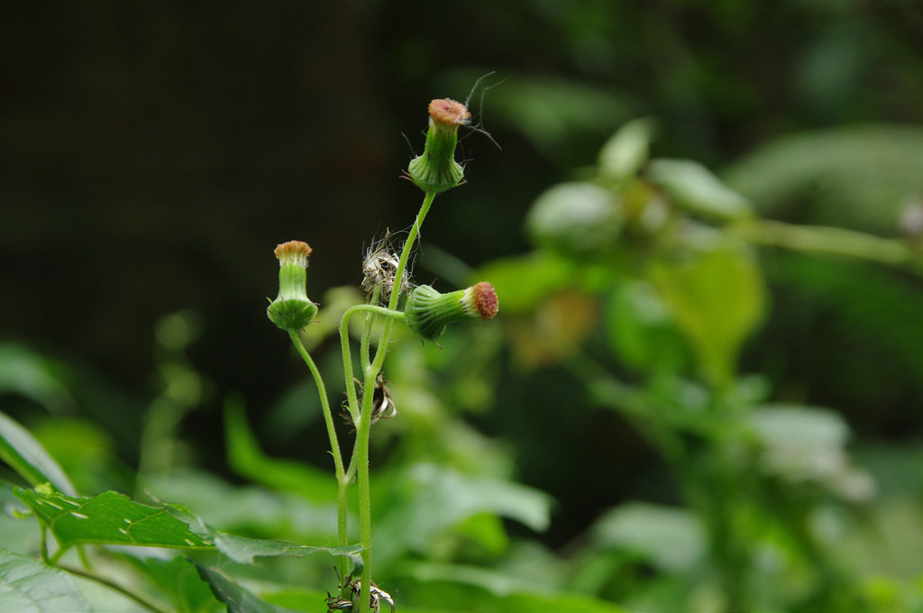 自然谷之星】野菜上桌味道似茼蒿的昭和草| 環境資訊中心