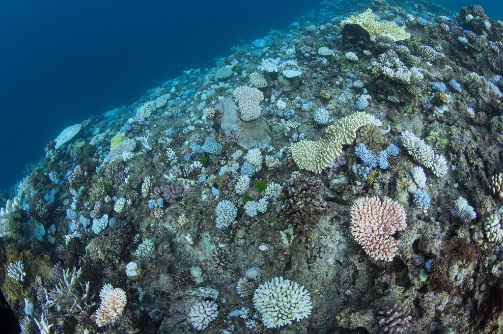破珊瑚白化新進展嫌疑犯「超氧化物」有了新定位| 環境資訊中心