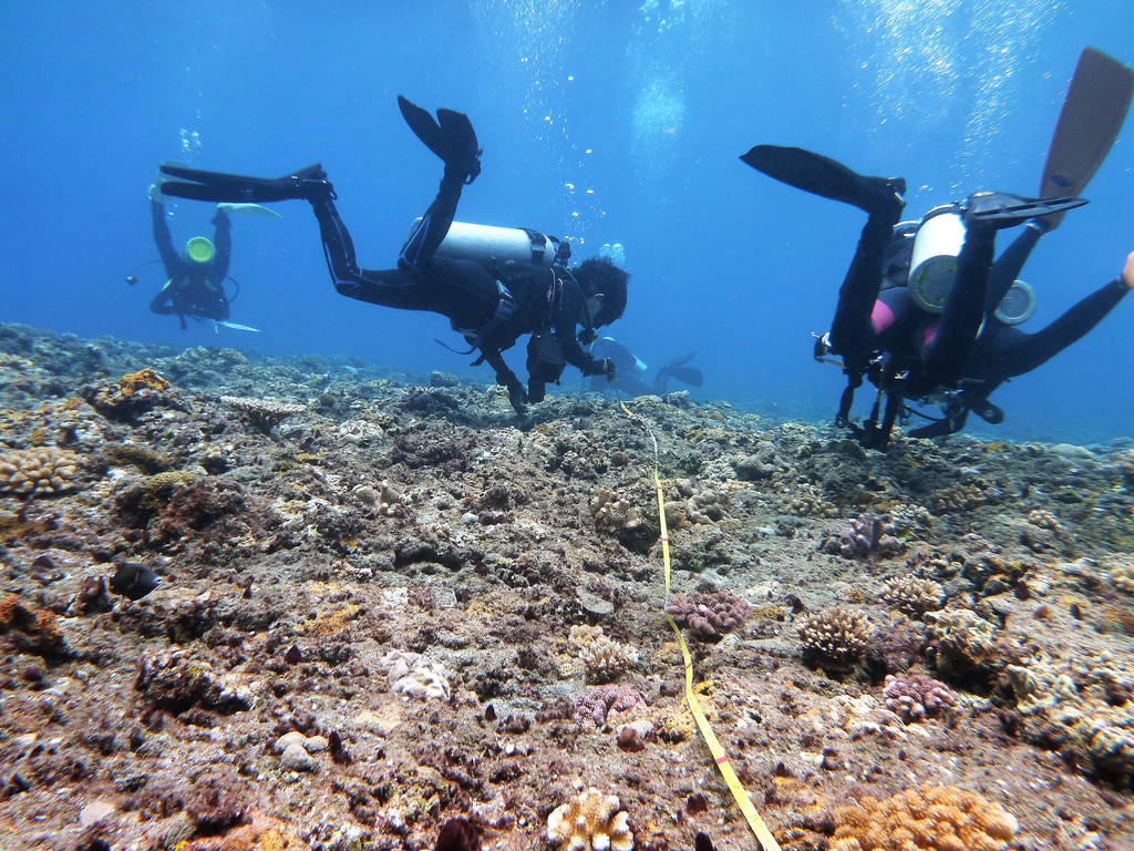 公民科學家 潛水不只為賞景累積9年台灣海洋資料的珊瑚礁體檢 環境資訊中心