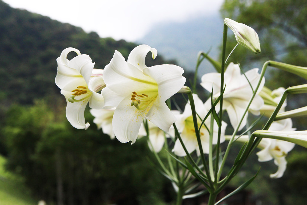 尋訪福爾摩沙變化萬千的天使號角：台灣百合| 環境資訊中心