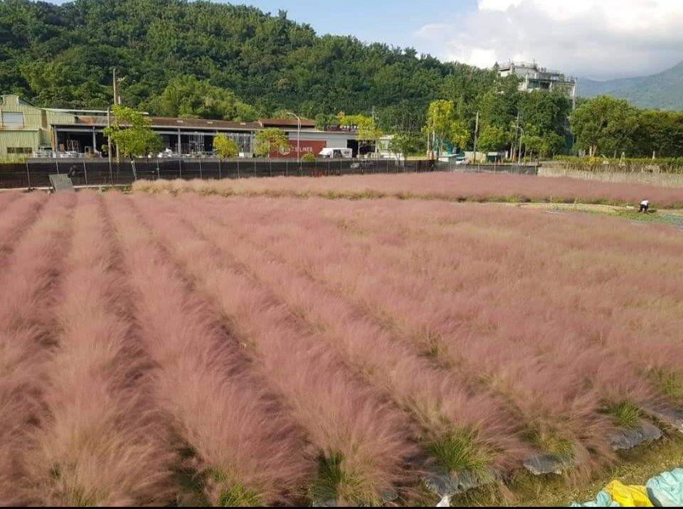 浪漫景點釀外來種入侵威脅南投業者違法種粉黛亂子草農委會令一週內移除 環境資訊中心