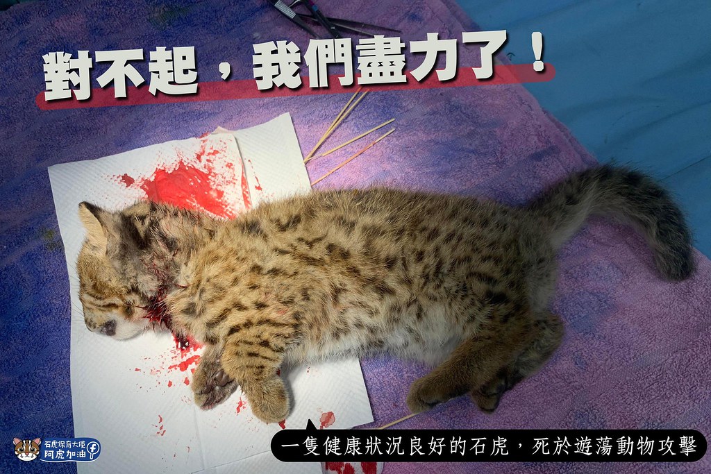 南投出現全台首起石虎貓殺 專家推測原因：貓科動物間競爭行為