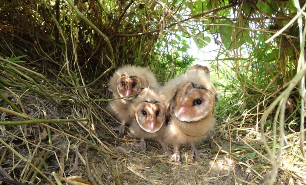 [問卦] 台南辦寶可夢活動卻要拆木木梟的家