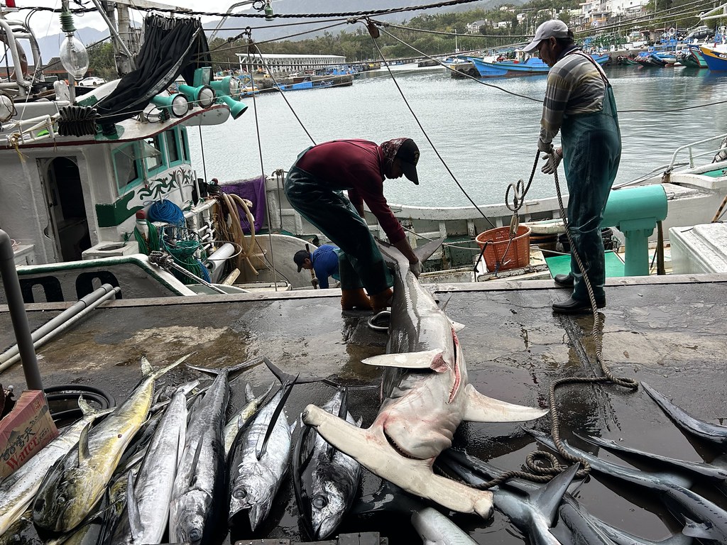 鯊魚越來越小？錘頭鯊會列下一個禁捕名單？ 跟著專家徐華遜逛漁港找答案| 環境資訊中心