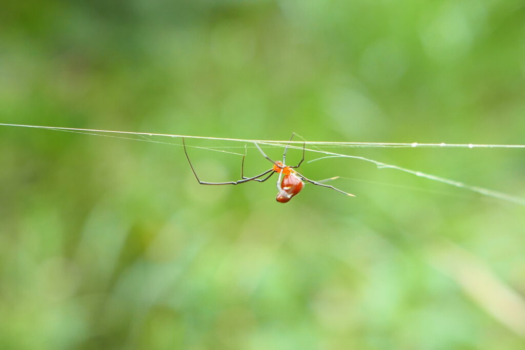 自然谷之星 不結網 偷吃房東食物的八腳房客 赤腹寄居蜘蛛 環境資訊中心