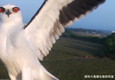 「看我翅膀多美！」，攝影：屏科大鳥類生態研究室
