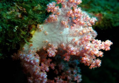 恆春骨穗軟珊瑚