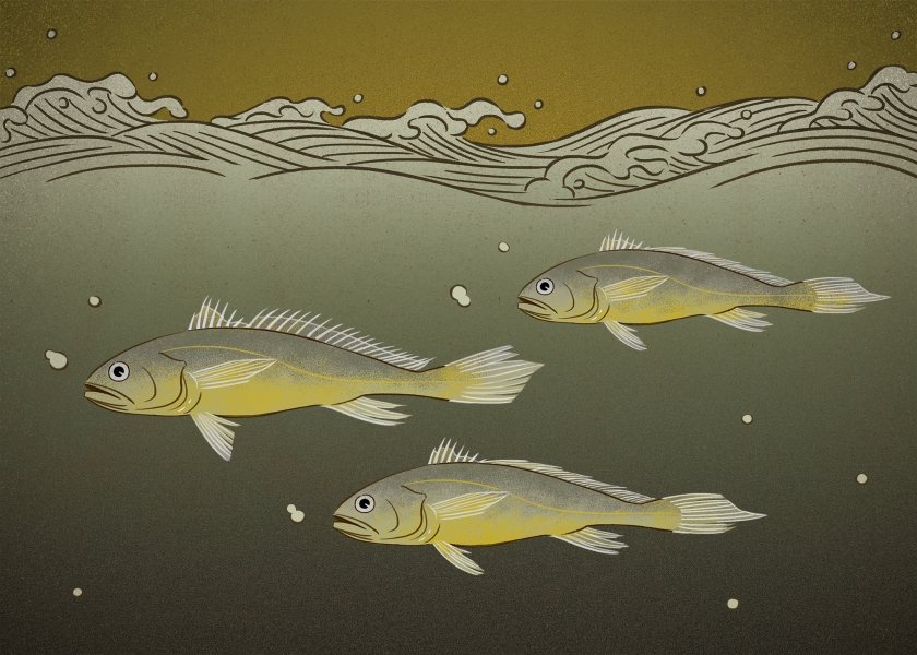 大黃魚（Larimichthys crocea），主要棲息於沿岸及近海砂泥底質水域。種群數量由於過度捕撈和產卵場的破壞而急劇下降，野外種群難以恢復。IUCN瀕危等級：極危（CR）。