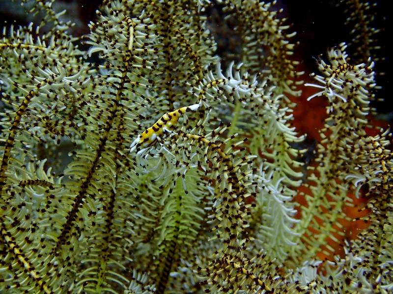 海百合上的小蝦子，體色可隨海百合的顏色改變。圖片作者：Mindy Tang，請勿任意轉載。