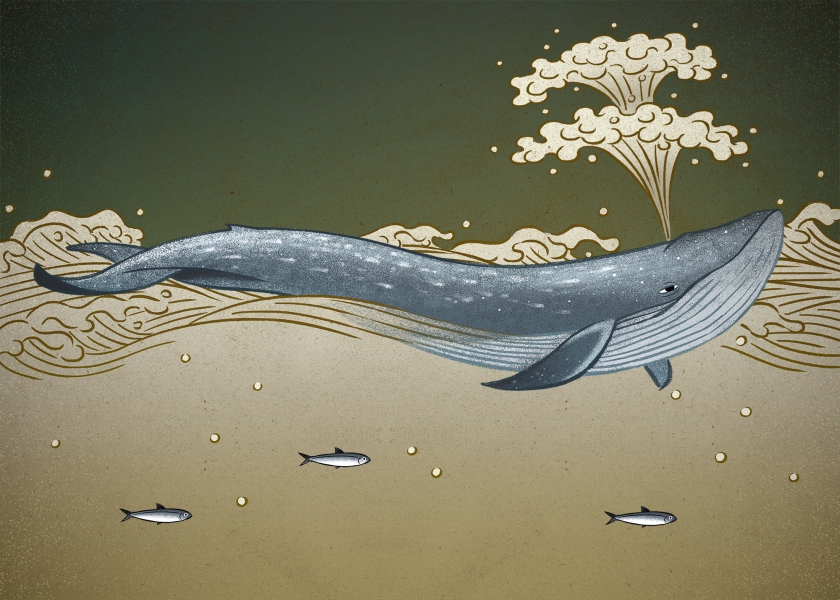 藍鯨（Balaenoptera musculus）是世界上已知最大的動物，重量可達180噸。全球範圍內的捕鯨活動給它帶來了巨大的生存挑戰。IUCN瀕危等級：瀕危（EN）。