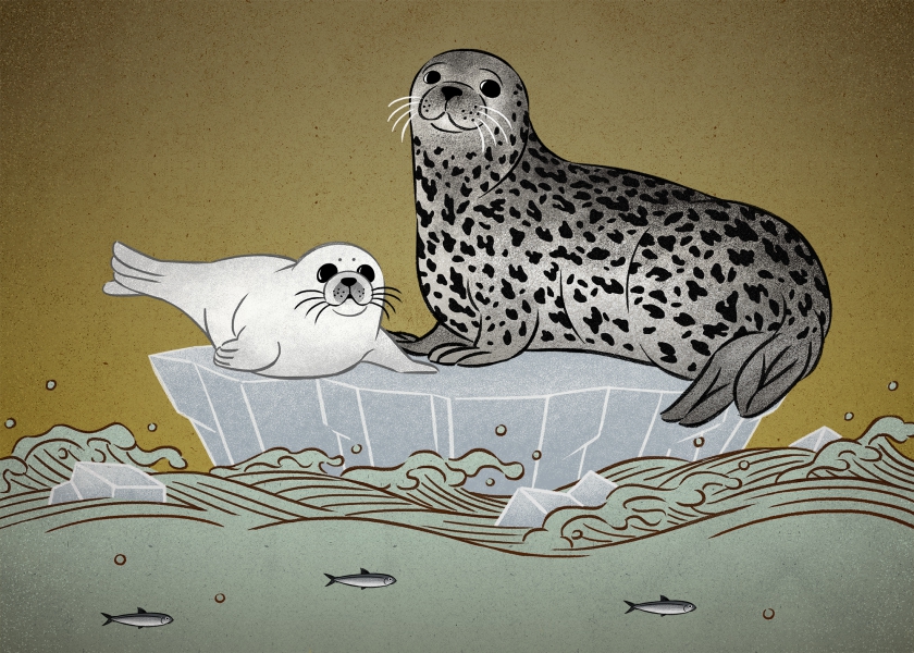 斑海豹（Phoca largha）是唯一在中國海域繁殖的鰭足類動物。由於長期過度獵捕，斑海豹種群遭到了嚴重破壞，種群數量急劇下降。IUCN瀕危等級：LC無危，但在中國被列為國家二級重點保護野生動物。