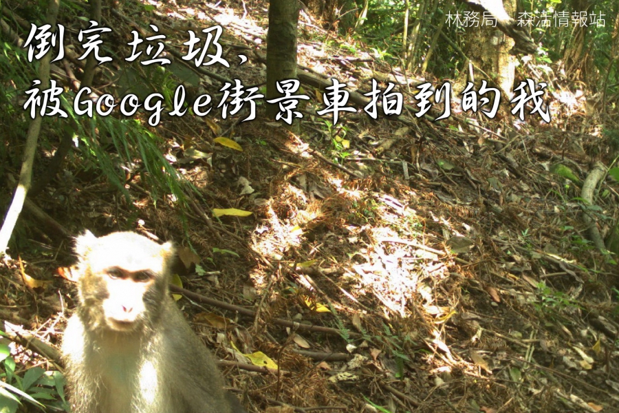 這是台灣獼猴。