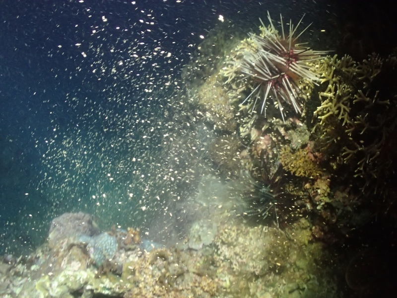 大量釋放精卵束的粗糙片棘珊瑚。攝影：陳昭倫