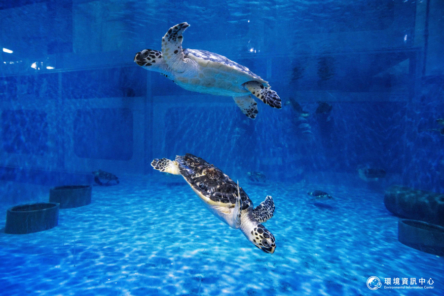 阿布達比國家水族館（The National Aquarium）裡有著許多救回的擱淺海龜，正在館內水族箱內悠遊，等待重返大海的懷抱。
