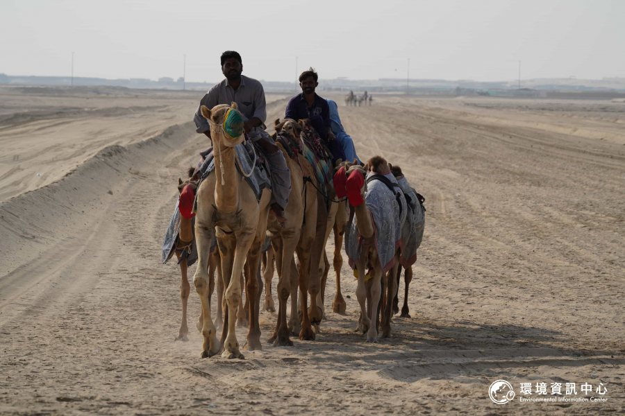 駱駝比賽是阿聯、卡達等國的傳統活動。旅程中，我們撞見一隊又一隊的駱駝在練習，為之後的比賽做準備。
