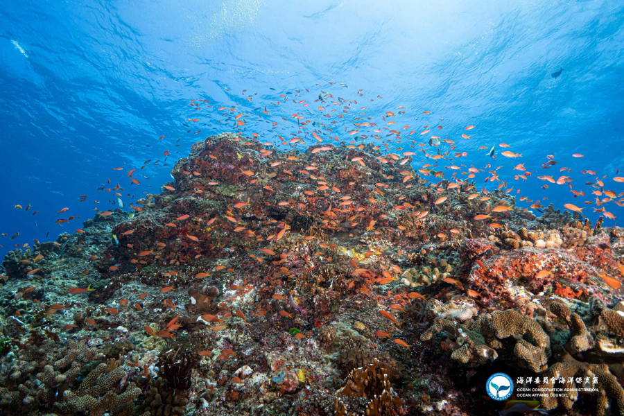 攝於2023年，蘭嶼金花鱸佔據珊瑚礁盤。圖庫分區：海洋保護區與教育宣導／潛進海洋保護區與生態熱點（水下系列）