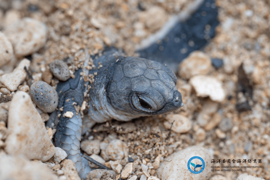 稚龜爬出卵窩。圖庫分區：海洋生物保育與在地守護／海龜部落
