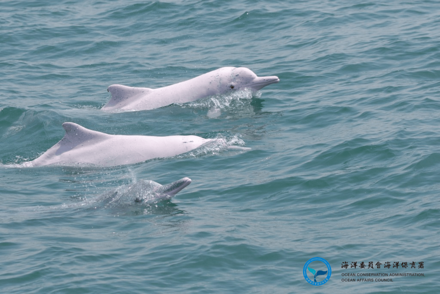 編號OCA057的白海豚個體。圖庫分區：海洋生物保育與在地守護／台灣西海岸的海洋精靈