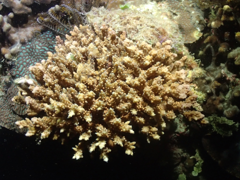 含苞待放精卵束的變異軸孔珊瑚。攝影：陳昭倫