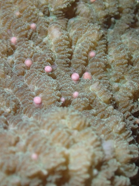 含苞待放精卵束的紋柱珊瑚。攝影：郭兆揚