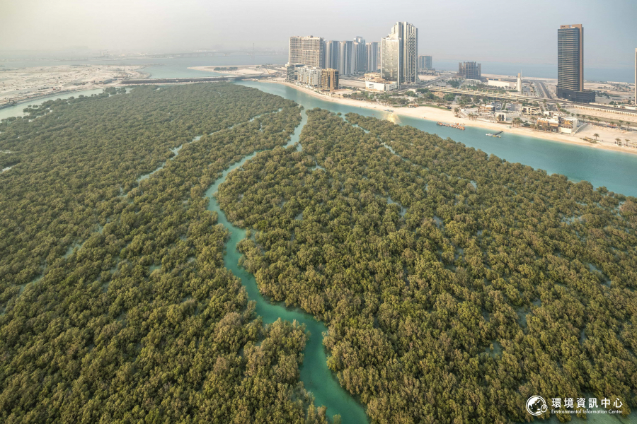 世界各地的紅樹林都因海岸開發而面臨生存危機，阿聯地區近年積極展開紅樹林復育行動。