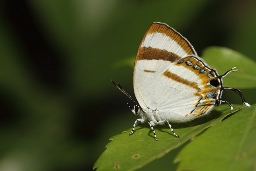 拉拉山鑽灰蝶。攝影：呂晟智。