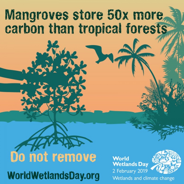 紅樹林儲碳量是熱帶森林的50倍，請不要砍它。