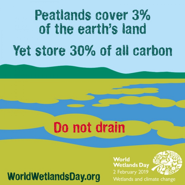 泥炭沼佔陸域土地面積僅3%，卻儲存了30%的碳。