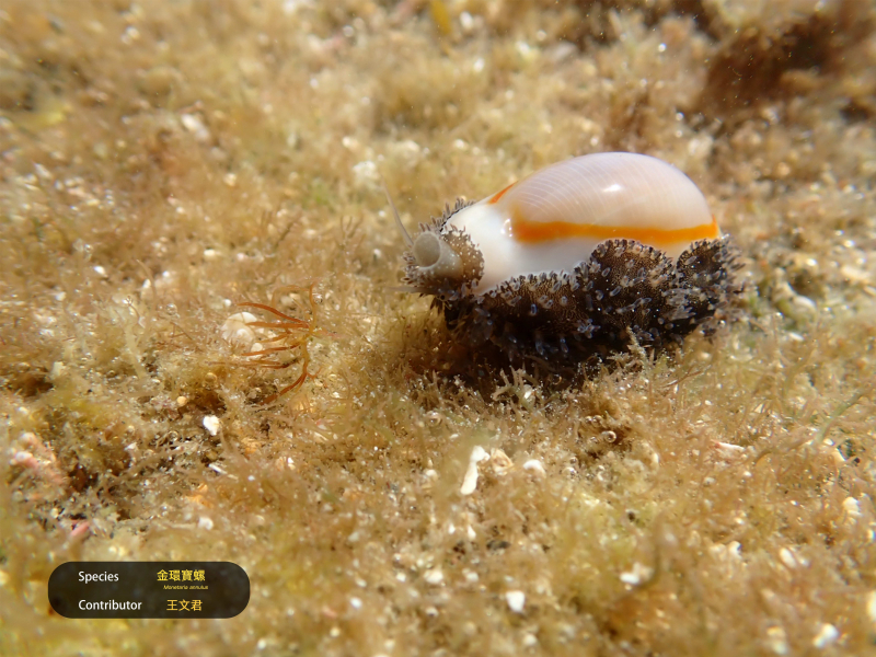 深呼吸的金環寶螺。攝影：王文君